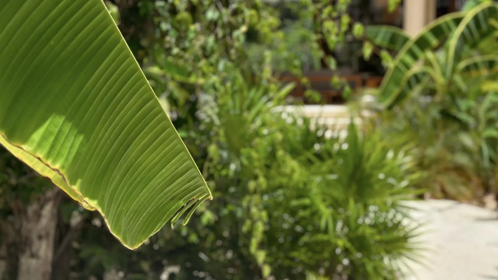 Ophelia Tulum Condo In Aldea Zama 0*,  Mexico